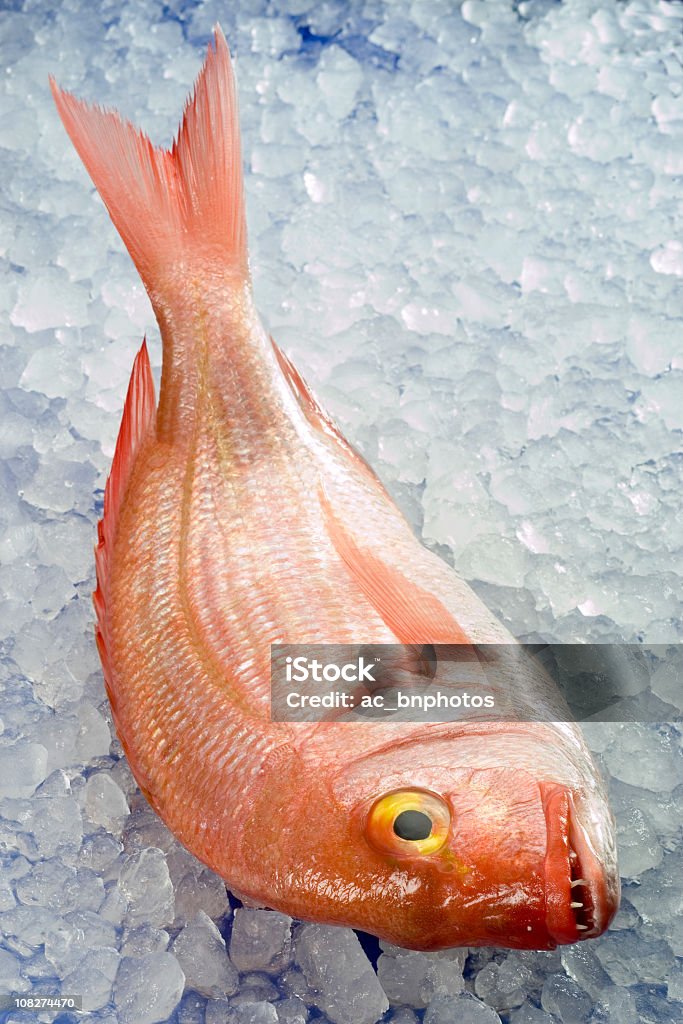 Pagellus erythrinus A fresh pagellus erythrinus on ice.Pagellus erythrinus is a fish of the sea bream family.It is a popular food fish in Mediterranean countries Redfish Stock Photo