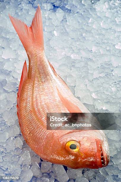 Pagellus Erythrinus Stock Photo - Download Image Now - Redfish, Close-up, Color Image