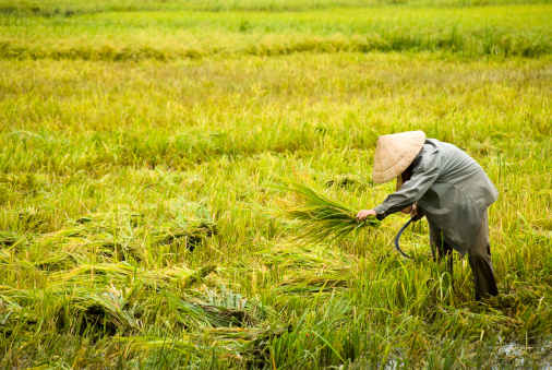 A Vietnamese farmer cuts and harvests rice in the Mekong Delta