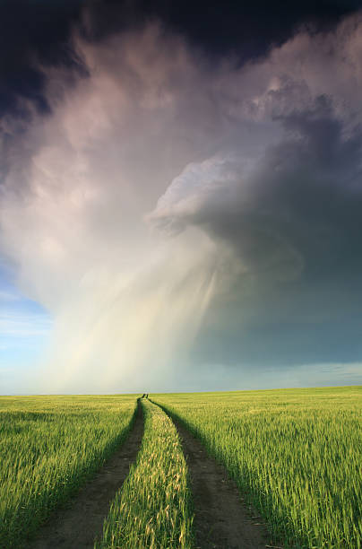 prairie thunderstorm two tracks of tires  lethbridge alberta stock pictures, royalty-free photos & images