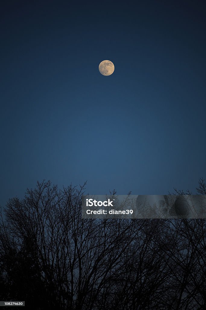 Silhouette de la pleine lune au-dessus des arbres - Photo de Cîme d'un arbre libre de droits