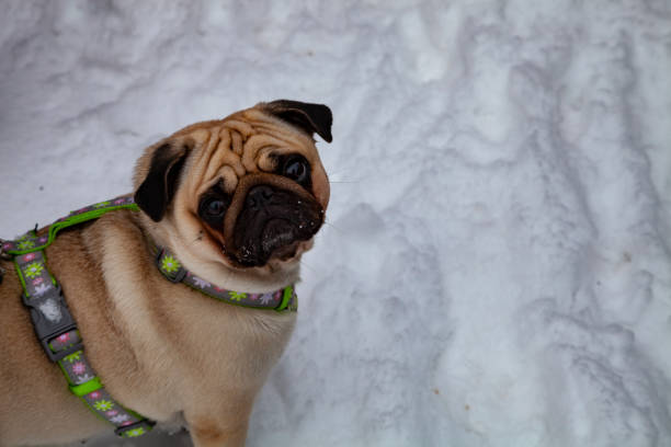 istock Dog walks in the winter. 1082746846