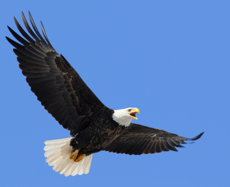 A Bald Eagle captured in midflight flying low over the ground