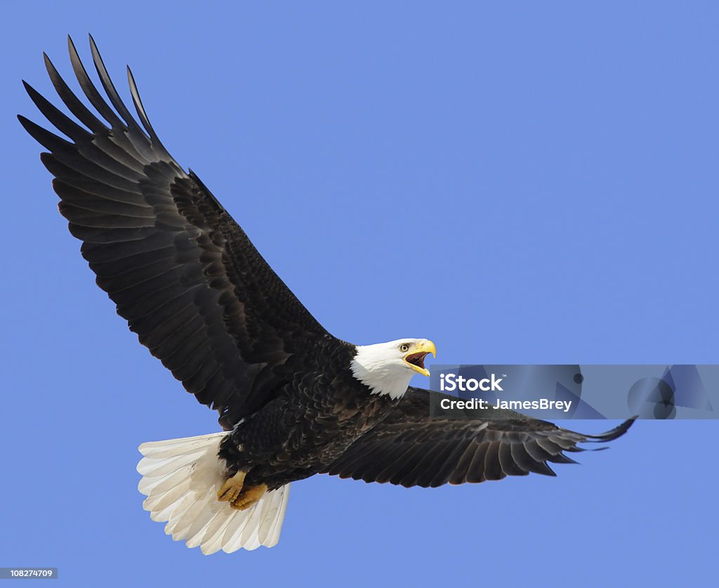 Orgulho americano Águia voando no céu azul, liderança, liberdade - Foto de stock de Águia americana royalty-free