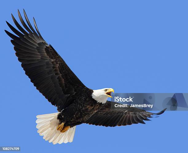 Foto de Orgulho Americano Águia Voando No Céu Azul Liderança Liberdade e mais fotos de stock de Águia americana