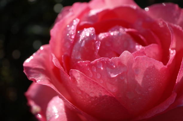 istock Rose 
