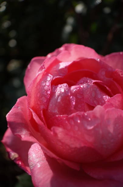 istock Rose 