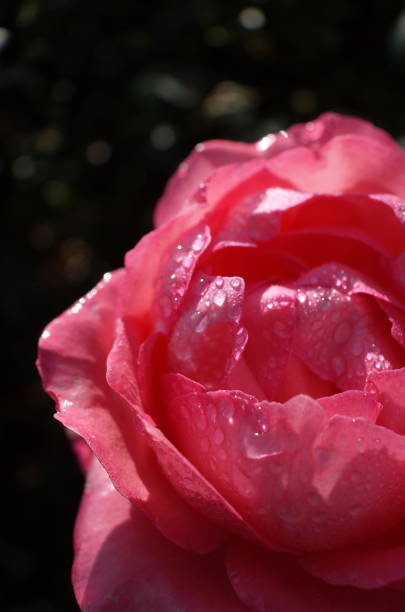 istock Rose 