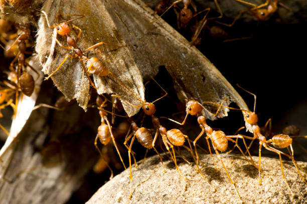 istock Red ant together kill Butterfly, For As a food. 1082747368