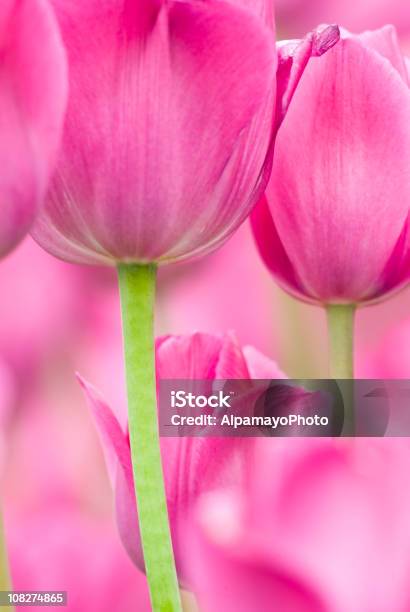 Tulipano Astratto Don Quichottecultivariv - Fotografie stock e altre immagini di Rosa - Colore - Rosa - Colore, Tulipano, Ambientazione esterna