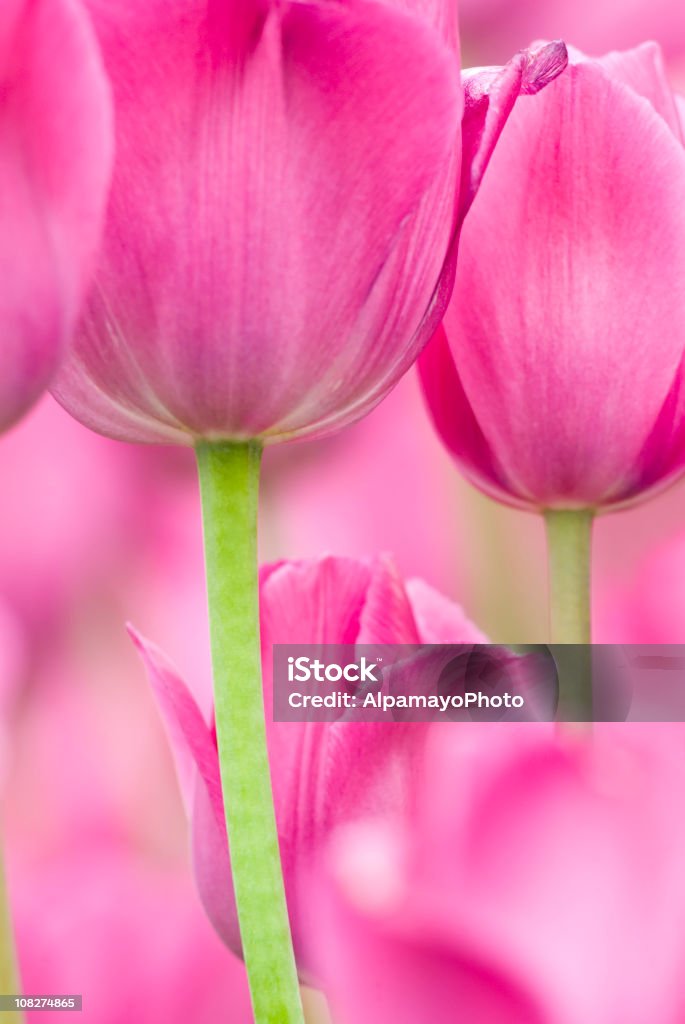 Tulip abstract, 'Don Quichotte' cultivar - IV Tulipa - 'Don Quichotte' cultivar. It flowers in mid Spring, with red-pink-purple color mixture. Pink Color Stock Photo