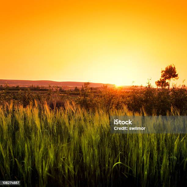 Trigo De Ouro Sob Um Pôr Do Sol - Fotografias de stock e mais imagens de Agricultura - Agricultura, Ao Ar Livre, Beleza natural