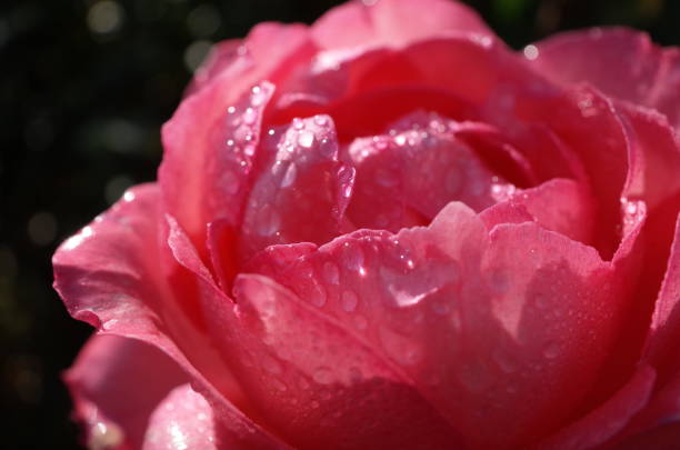 istock Rose 