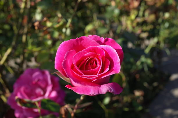 istock Rose 