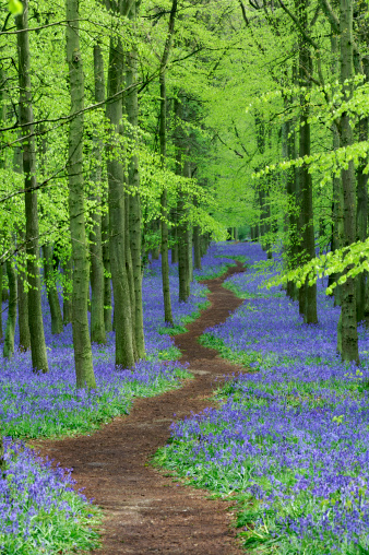 A pathway zigzagging through beech trees and a carpet of bluebells. Shot under an overcast sky for subdued shadows. 