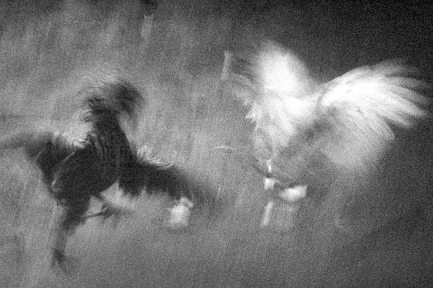 Motion Blur of Cockfight, Black and White Artistic image of a cockfight. Scanned from film. Very grainy. rooster open wings stock pictures, royalty-free photos & images