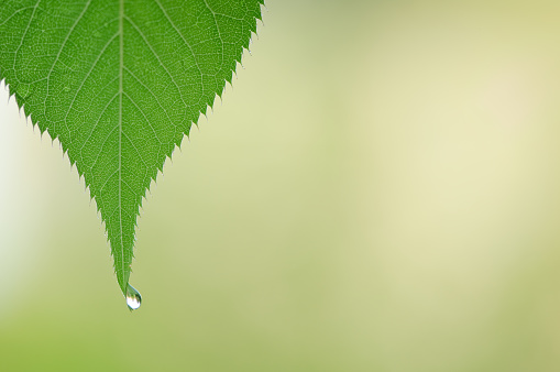 A green leaf with a dew drop at its tip.  Out of focus background for copy space.