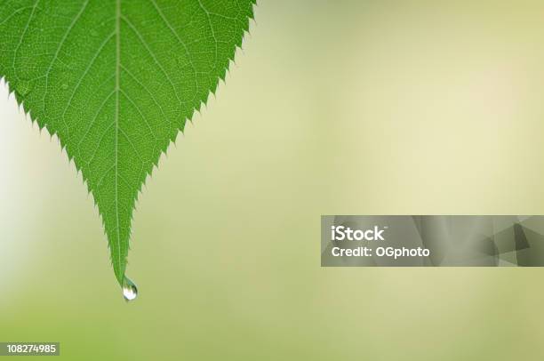 Folha Com Gota De Orvalho - Fotografias de stock e mais imagens de Ao Ar Livre - Ao Ar Livre, Cor verde, Dia