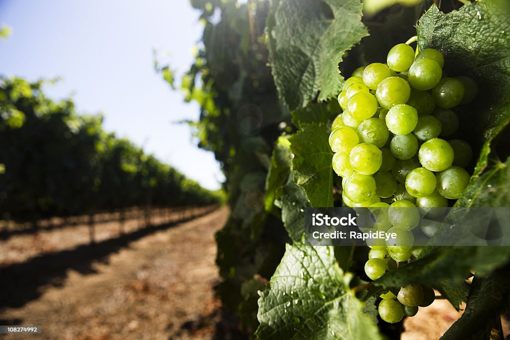 Uvas de vinho branco - Royalty-free Uva Branca Foto de stock