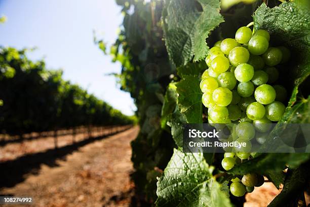 Uvas De Vinho Branco - Fotografias de stock e mais imagens de Uva Branca - Uva Branca, Vinha, Cidade do Cabo