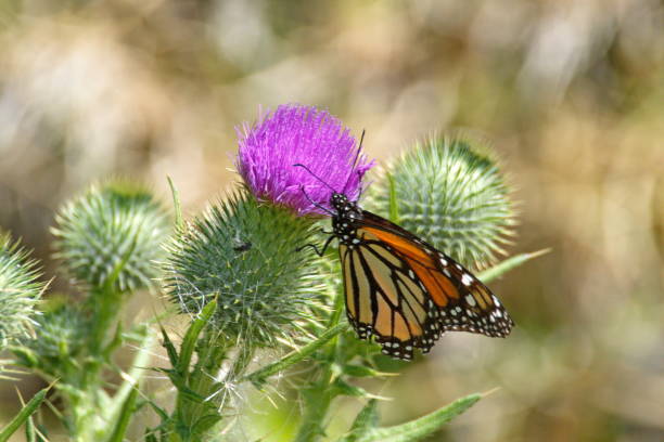 istock Monarch butterfly on a flower 1082749976