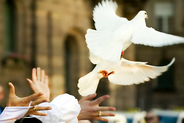 White Doves Flying Away from Newlywed's Hands White pigeons flying away from the newlyweds. captive animals stock pictures, royalty-free photos & images