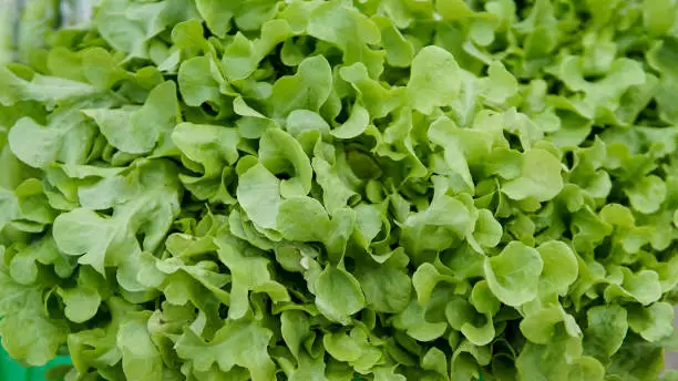 fresh lettuce salad