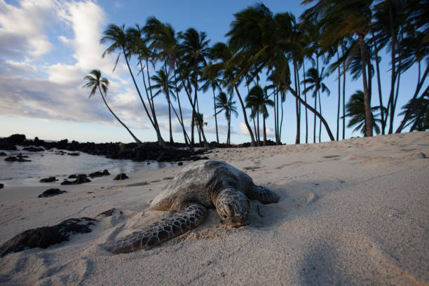 istock Sea Turtle On Tropical Sandy Beach 1082753168