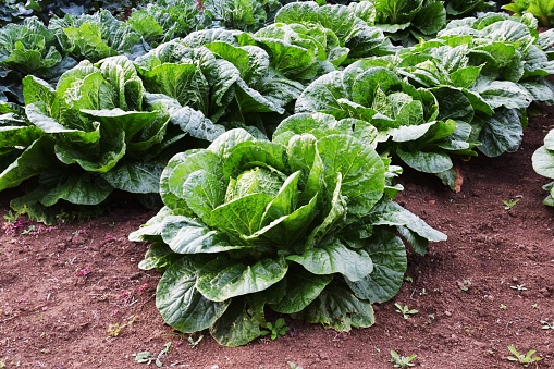 Agricultural production of cabbage