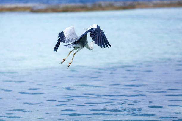 istock View of Maldives 1082759754