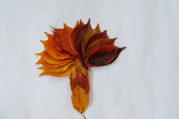 Image of a tree designed with autumn leaves on white background.Nature concept.
