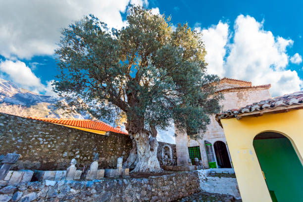 ingresso al convento di bektashi dervish con un ulivo dalla fortezza di kruje, albania - derv foto e immagini stock