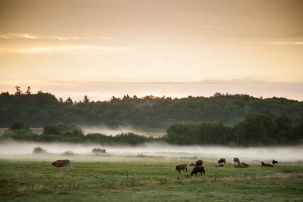 early morning with cows grassing in a field with haze and fog just before sunrise in denmark