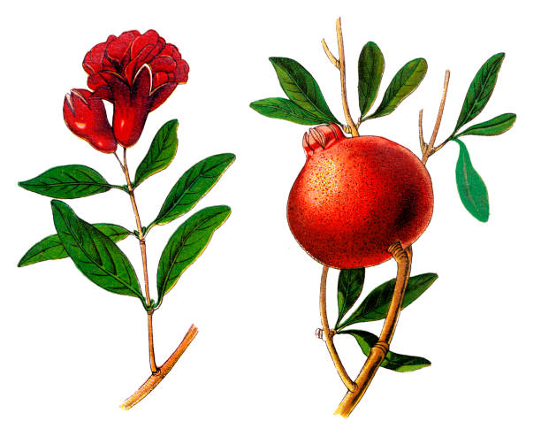 석류 (석류 granatum) - pomegranate pomegranite tree tree leaf stock illustrations