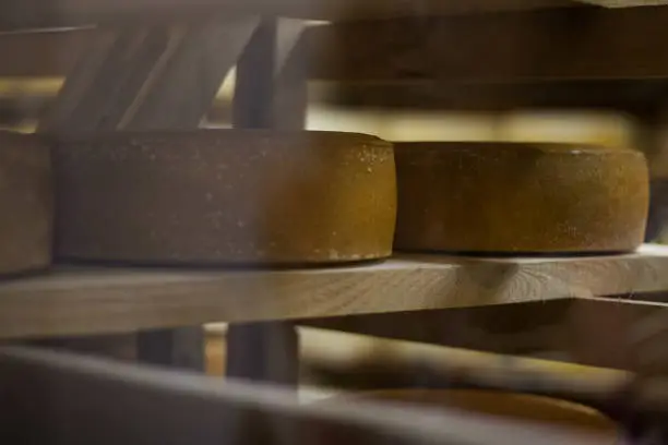 two Round flat big discs of cheese lay for ageing on the wooden shelf. Horizontal oblong shot. Fleck on the left part.