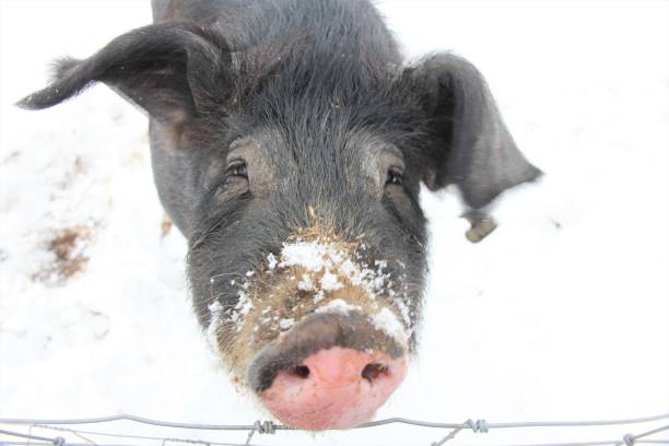 istock Black pig looking up in snow 1082780450