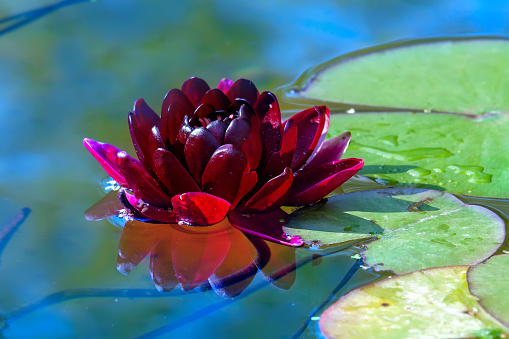 Beautiful claret Lotus, water plant with reflection in a pond