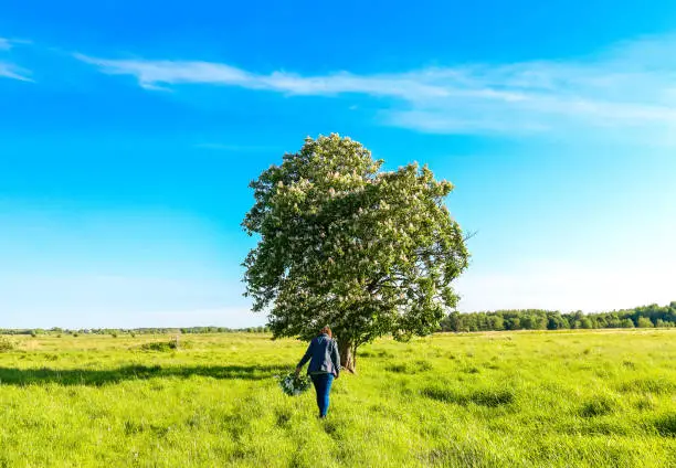 flower, background, tree, summer, nature, leaf, spring, chestnut, blossom, white, bloom, blooming, nobody, agriculture, blossoming, blue, chestnut tree, clouds, field, grass, horse