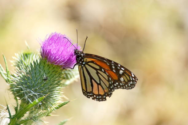 istock Monarch butterfly on a flower 1082780904