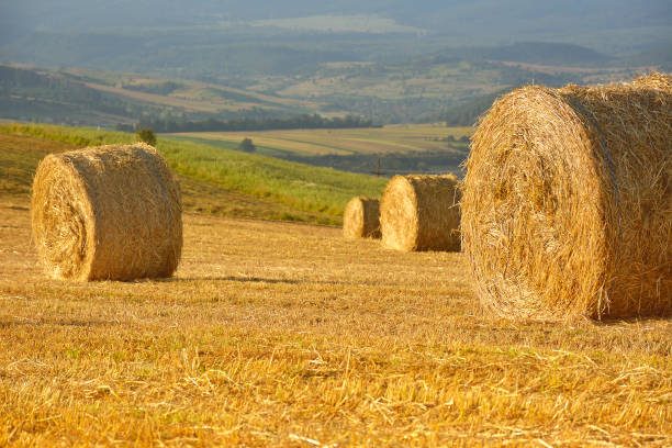 scene with hay rolls on meadow. - romanian hay imagens e fotografias de stock