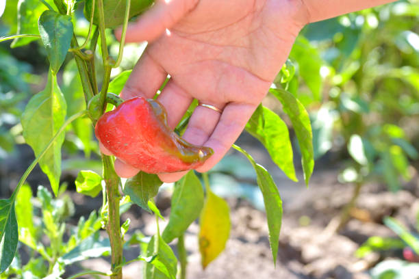 istock Red Pepper In Vegetable Garden 1082787714