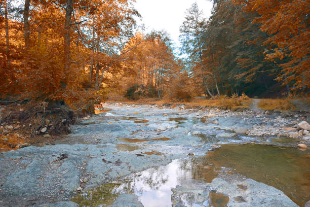 istock A slow moving stream in a forest decked out in fall colors 1082790526