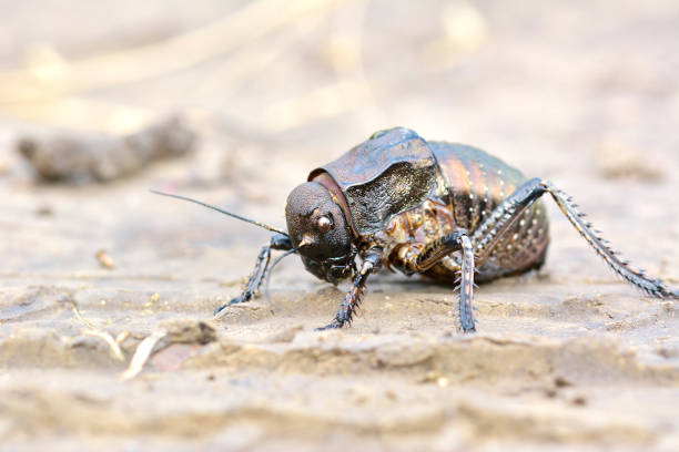 istock Bradyporus dasypus, biggest cricket 1082811782