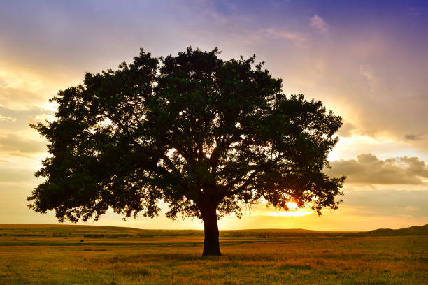 istock Beautiful and old Oak at the sunset 1082811804