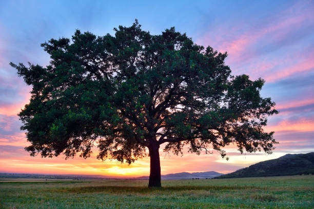 istock Beautiful and old Oak at the sunset 1082811818