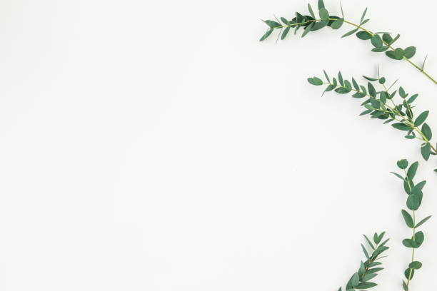 istock Frame made of eucalyptus branches on white background. Flat lay, top view 1082823784