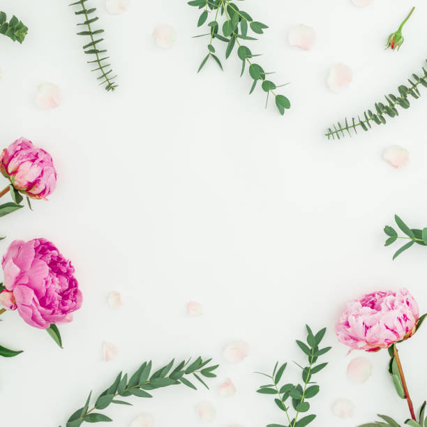 istock Floral round frame of pink peonies and eucalyptus branches on white background. Flat lay, top view 1082824006