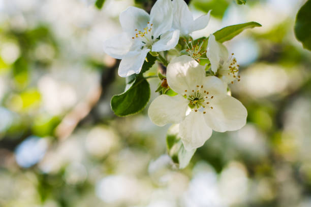 istock branch of flowering Apple tree in early spring 1082829706
