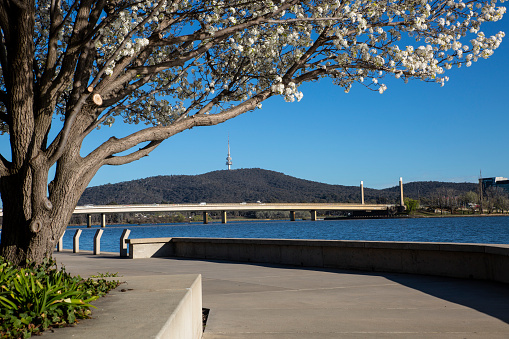 A view of the banks of Lake Burley Griffin, Canberra with the Manchurian Pear trees in full bloom, the communication tower on Black Mountain in the distance and Commonwealth Avenue Bridge. Image taken in early spring.