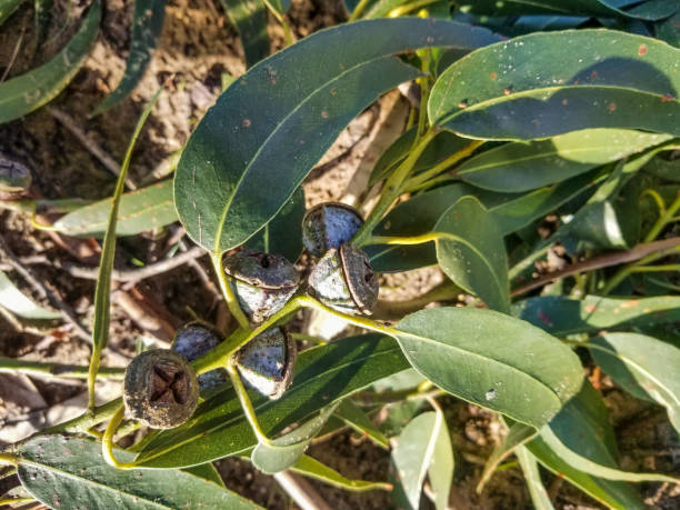eukalyptus-zweig - bluegum tree stock-fotos und bilder